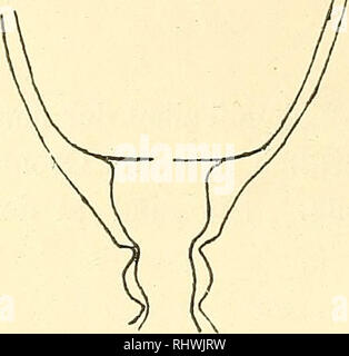 . Musei Bergens aarbog. La scienza. 10 Hjalmar Brocli. [N. 6. Fig. 1. CamjJamilaria caly- culata, HiNCS. Gen. Campanularia (Typus C. calyculata, Hincks, Textfig. 1). Idrante mit scharf abgesetztem, mehr oder weniger deutlich keulenformigem pro- boscis. Diaphragma aus zwei Teilen besteh- fine: einem ausseren, dicken Teil und einer inneren diinnen lamelle. Stolo Kriechende oder Rhizocaulom. In genere diesem wird auch Allmanns Hypantea zu setzen sein. Gen. Laoniedea (Typus L. lovenii, Allmann, Textfig. 2). Idrante mit scharf abgesetztem, mehr oder weniger deutlich keulenformigem proboscide. Diaphrag Foto Stock