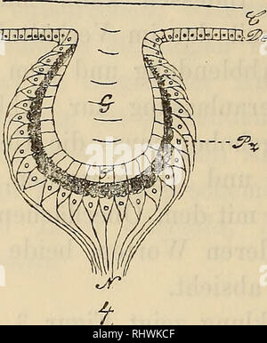 . Musei Bergens aarbog. La scienza. 24 K. E. Schreiner. [N. 8 eine Abbildung der Gegenstånde im Auge gegeben. Ebenso wie bei der Lima Glaskorper von Stiitzzellen gebildet wird, muss man auch annehmen, dass dies bei Nereis und den Gasteropoden geschieht. Im Gegensatz zu Verhåltniss dem bei diesen Angen wird bei Eunice (Figura 4) die Eetina homotypen von Zellen aufgebaut. Diese Augen sind anche auch offen. Die Cuticula verdickt sich dem iiber Auge und die fullt Eetinegrube aus, sie somit bildet den dioptris- chen Korper des Auges. È stato die Stiitzzellen in der Retina bei Nereis besorgen, das besorgt Foto Stock