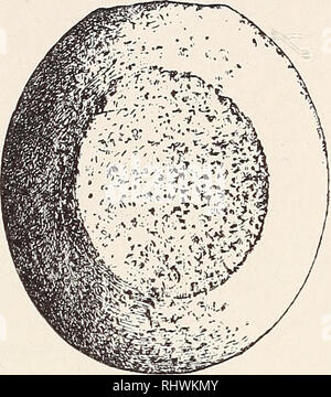 . Musei Bergens aarbog. La scienza. Fis-. 10. 2. 5 rullesten med slagmerker; en af dem er meget svaer, ind- til 17 cm. ho tvermaal og 9 cm. tyk; den viser kun svage merker af brug.. Si prega di notare che queste immagini vengono estratte dalla pagina sottoposta a scansione di immagini che possono essere state migliorate digitalmente per la leggibilità - Colorazione e aspetto di queste illustrazioni potrebbero non perfettamente assomigliano al lavoro originale. Bergens Museum. Bergen : [Il Museo] Foto Stock