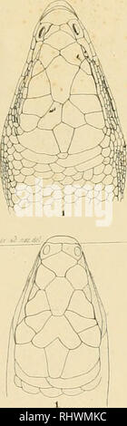 . Über die im Zoologischen Museum der Universität Breslau befindlichen Wirtelschleichen (Pseudosaura), Krüppelfüssler (Brachypoda) und einige andere, denselben verwandte Reptilien aus dem Zünften der Schleichen und Dickzüngler. Schlesische Friedrich-Wilhelms-Universität zu Breslau. Zoologisches Museum; Skinks; lucertole. Jrliihaj. *Djtat.ärL ItjqnTpTrPTjöP;^ :'Splb3r". Si prega di notare che queste immagini vengono estratte dalla pagina sottoposta a scansione di immagini che possono essere state migliorate digitalmente per la leggibilità - Colorazione e aspetto di queste illustrazioni potrebbero non perfettamente assomigliano al lavoro originale. Gravenhor Foto Stock