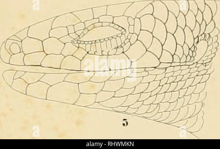 . Über die im Zoologischen Museum der Universität Breslau befindlichen Wirtelschleichen (Pseudosaura), Krüppelfüssler (Brachypoda) und einige andere, denselben verwandte Reptilien aus dem Zünften der Schleichen und Dickzüngler. Schlesische Friedrich-Wilhelms-Universität zu Breslau. Zoologisches Museum; Skinks; lucertole. Jrliihaj. *Djtat.ärL ItjqnTpTrPTjöP;^ :'Splb3r". Si prega di notare che queste immagini vengono estratte dalla pagina sottoposta a scansione di immagini che possono essere state migliorate digitalmente per la leggibilità - Colorazione e aspetto di queste illustrazioni potrebbero non perfettamente assomigliano al lavoro originale. Gravenhor Foto Stock