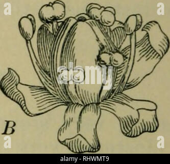 . Bergen botanica : chiave e flora : Northern e Central membri ed.. Piante; piante. . Si prega di notare che queste immagini vengono estratte dalla pagina sottoposta a scansione di immagini che possono essere state migliorate digitalmente per la leggibilità - Colorazione e aspetto di queste illustrazioni potrebbero non perfettamente assomigliano al lavoro originale. Bergen, Giuseppe Y. (Giuseppe giovani), 1851-1917. Boston : Ginn Foto Stock