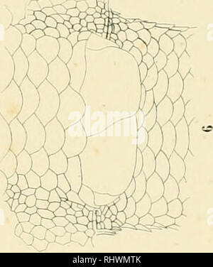 . Über die im Zoologischen Museum der Universität Breslau befindlichen Wirtelschleichen (Pseudosaura), Krüppelfüssler (Brachypoda) und einige andere, denselben verwandte Reptilien aus dem Zünften der Schleichen und Dickzüngler. Schlesische Friedrich-Wilhelms-Universität zu Breslau. Zoologisches Museum; Skinks; lucertole. . Si prega di notare che queste immagini vengono estratte dalla pagina sottoposta a scansione di immagini che possono essere state migliorate digitalmente per la leggibilità - Colorazione e aspetto di queste illustrazioni potrebbero non perfettamente assomigliano al lavoro originale. Gravenhorst, Johann Ludwig cristiano, 1777-1857; Deutsch Foto Stock