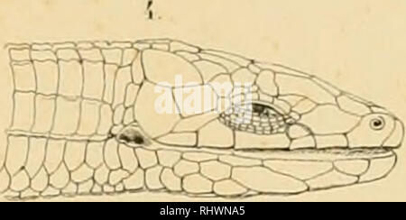 . Über die im Zoologischen Museum der Universität Breslau befindlichen Wirtelschleichen (Pseudosaura), Krüppelfüssler (Brachypoda) und einige andere, denselben verwandte Reptilien aus dem Zünften der Schleichen und Dickzüngler. Schlesische Friedrich-Wilhelms-Universität zu Breslau. Zoologisches Museum; Skinks; lucertole. . Si prega di notare che queste immagini vengono estratte dalla pagina sottoposta a scansione di immagini che possono essere state migliorate digitalmente per la leggibilità - Colorazione e aspetto di queste illustrazioni potrebbero non perfettamente assomigliano al lavoro originale. Gravenhorst, Johann Ludwig cristiano, 1777-1857; Deutsch Foto Stock