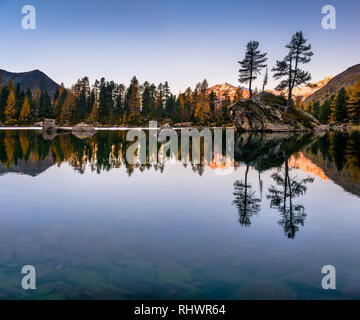 Isola con alberi in acqua di lago di Saoseo durante l ora d'oro Foto Stock