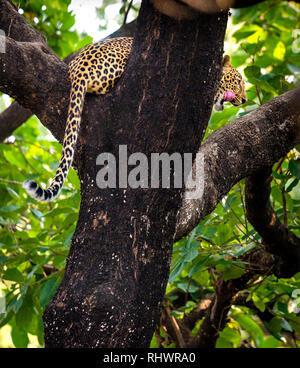 Un rilassante di Leopard su un ramo dopo aver un pasto più in alto nella struttura Foto Stock