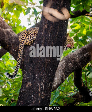 Un rilassante di Leopard su un ramo dopo aver un pasto più in alto nella struttura Foto Stock