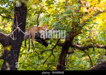 Un rilassante di Leopard su un ramo dopo aver un pasto più in alto nella struttura Foto Stock