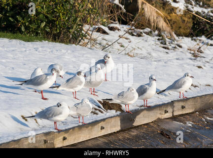 Testa nera gabbiani (Chroicocephalus ridibundus) in inverno piumaggio permanente sulla neve da un lago in inverno nel West Sussex, in Inghilterra, Regno Unito. Foto Stock