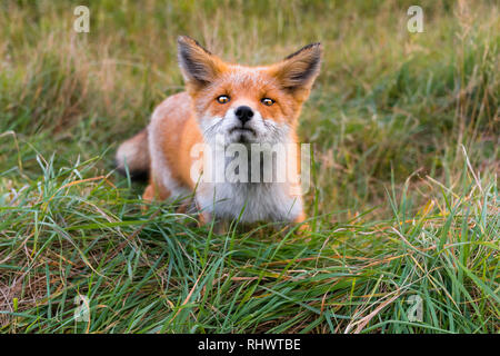 Curioso Redfox in Shiretoko National Park, Hokkaido. Per prima cosa abbiamo fermato per vedere una volpe, poi altri due - probabilmente quelle giovani - è emersa e ha cominciato a pla Foto Stock