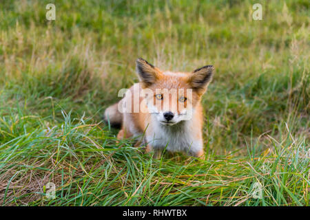 Curioso Redfox in Shiretoko National Park, Hokkaido Foto Stock