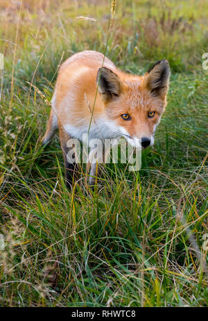 Curioso Redfox in Shiretoko National Park, Hokkaido Foto Stock