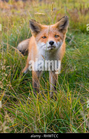 Curioso Redfox in Shiretoko National Park, Hokkaido Foto Stock