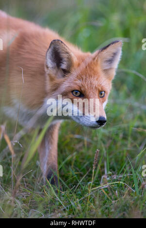 Curioso Redfox in Shiretoko National Park, Hokkaido Foto Stock