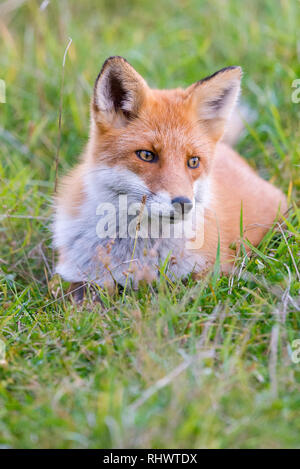 Curioso Redfox in Shiretoko National Park, Hokkaido Foto Stock