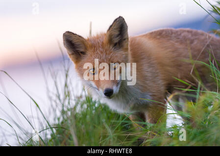 Curioso Redfox in Shiretoko National Park, Hokkaido Foto Stock