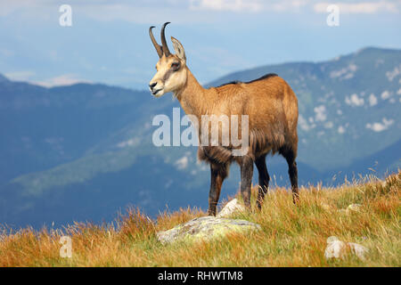 Il camoscio - Rupicapra Carpatica che va su una montagna Foto Stock