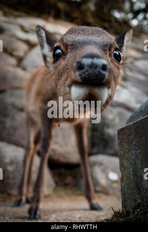 Curioso baby deer sull'isola di Miyajima Foto Stock