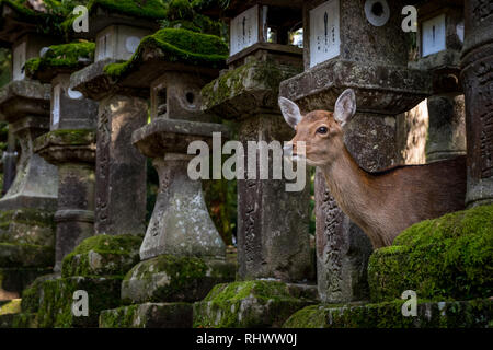 Il percorso dal Parco di Nara a Kasuga-Taisha è affiancato da oltre mille stone laterns. Il parco ospita più di quasi la stessa quantità di cervi sika Foto Stock