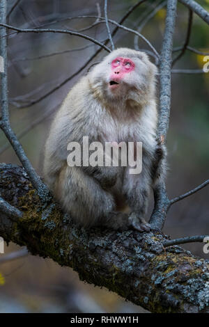 Rosso di fronte Macaque giapponese (Macaca fuscata) noto anche come la neve scimmia in Kamikochi. Di Kamikochi è situato nelle Alpi giapponesi di Chubu Sangaku Nationa Foto Stock
