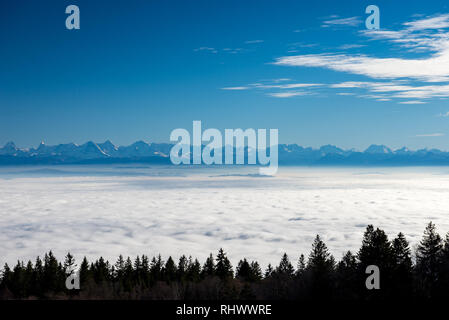 Mare di nebbia con la foresta e le alpi oltre Mittelland Svizzera visto da Grenchenberg Foto Stock