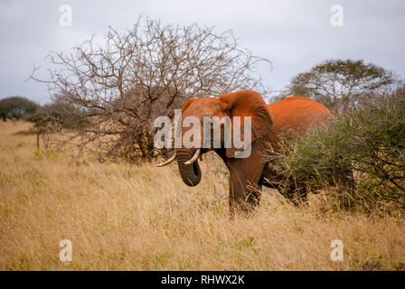 Red elephant è un tipico avvistamento nel Tsavo National Park in Kenya Foto Stock