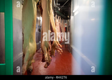 Garrel, Germania. 04 feb 2019. Dimezzato i suini appendere su ganci presso il macello Böseler-Goldschmaus durante la visita del Primo ministro del Land della Bassa Sassonia. Credito: Mohssen Assanimoghaddam/dpa/Alamy Live News Foto Stock