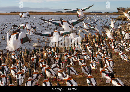 Fauna selvatica al centro di Martin Mere Wetland, UK Weather. Febbraio 2019. 3pm Shelduck, & Swan feed da parte del WWT Reserve Manager, che distribuisce grano e cereali agli uccelli migratori che si sovrappone alla riserva. I rangers di conservazione a Martin Mere Wetland Center dispensano l'alimentazione di grano ad una miriade di uccelli selvatici, anatre selvatiche migranti, oche, verri, cigni, Oche e Shelduck e altri uccelli acquatici durante i mesi invernali. Foto Stock