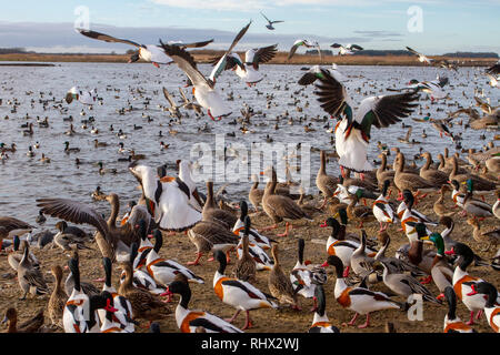 Fauna selvatica al centro di Martin Mere Wetland, UK Weather. Febbraio 2019. 3pm Shelduck, & Swan feed da parte del WWT Reserve Manager, che distribuisce grano e cereali agli uccelli migratori che si sovrappone alla riserva. I rangers di conservazione a Martin Mere Wetland Center dispensano l'alimentazione di grano ad una miriade di uccelli selvatici, anatre selvatiche migranti, oche, verri, cigni, Oche e Shelduck e altri uccelli acquatici durante i mesi invernali. Foto Stock