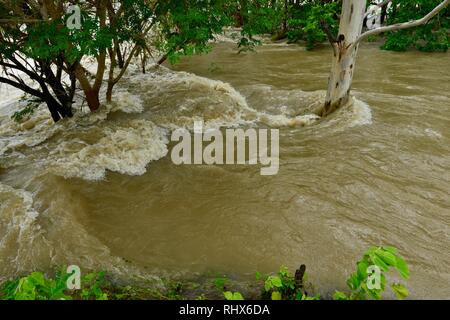 Alberi di eucalipto in piedi in acque di esondazione, Townsville, Queensland, Australia. 4 febbraio 2019. Le inondazioni hanno continuato a peggiorare il diluvio ha continuato e più acqua è stato rilasciato dal rigonfiamento del fiume Ross diga per impedire la rottura della parete della diga. Migliaia di residenti sono stati evacuati per tutta la notte. Credito: P&F Fotografia/Alamy Live News Foto Stock