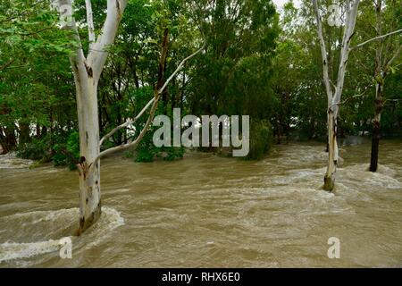 Alberi di eucalipto in piedi in acque di esondazione, Townsville, Queensland, Australia. 4 febbraio 2019. Le inondazioni hanno continuato a peggiorare il diluvio ha continuato e più acqua è stato rilasciato dal rigonfiamento del fiume Ross diga per impedire la rottura della parete della diga. Migliaia di residenti sono stati evacuati per tutta la notte. Credito: P&F Fotografia/Alamy Live News Foto Stock