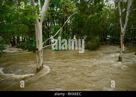 Alberi di eucalipto in piedi in acque di esondazione, Townsville, Queensland, Australia. 4 febbraio 2019. Le inondazioni hanno continuato a peggiorare il diluvio ha continuato e più acqua è stato rilasciato dal rigonfiamento del fiume Ross diga per impedire la rottura della parete della diga. Migliaia di residenti sono stati evacuati per tutta la notte. Credito: P&F Fotografia/Alamy Live News Foto Stock