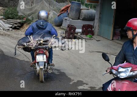 Tp. 7 Nov, 2018. Hà Giang, Vietnam - Un morto ist di suini trasportati su uno scooter in Ha Giang. Credito: Daniel Dohlus/ZUMA filo/Alamy Live News Foto Stock