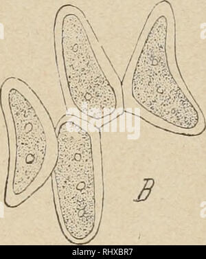 . Beitrge zur Kryptogamenflora der Schweiz. . Si prega di notare che queste immagini vengono estratte dalla pagina sottoposta a scansione di immagini che possono essere state migliorate digitalmente per la leggibilità - Colorazione e aspetto di queste illustrazioni potrebbero non perfettamente assomigliano al lavoro originale. Schweizerische Botanische Gesellschaft; Schweizerische Naturforschende Gesellschaft. Berna : K. J. Wyss Foto Stock