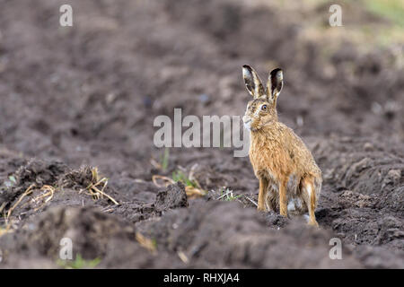 Un europeo lepre (Lepus europaeus) è seduto in posizione eretta su terreno coltivato e sta guardando i suoi dintorni. Foto Stock