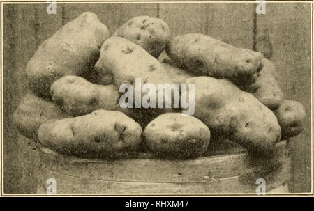 . Inizi in agricoltura. L'agricoltura. Capitolo XXIV POTATO si è pensato che la patata è stata coltivata in Perù almeno 2000 anni fa. Quando gli spagnoli è venuto come conquistatori del Sud America, hanno trovato gli indiani coltivazione della pianta in tutte le valli delle Ande dal Cile alla Nuova Granada (Colombia). Essi portarono alla Spagna con loro e lo passò in Italia e nei Paesi Bassi prima che fosse noto in Inghilterra. Entrambi Sir. Fig. 85. - Patate. Francis Drake e Sir Walter Raleigh sono accreditati con la sua intro- riduzione in Inghilterra. È stato probabilmente preso in Irlanda nel 1586 da Thom Foto Stock