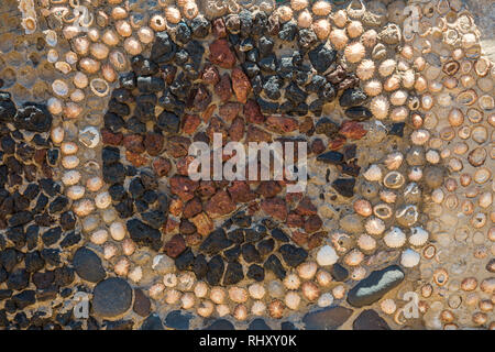 Mosaico rotondo con star di conchiglie e pietre Foto Stock