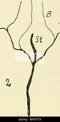 . Beihefte zum botanischen Centralblatt. Piante. . Si prega di notare che queste immagini vengono estratte dalla pagina sottoposta a scansione di immagini che possono essere state migliorate digitalmente per la leggibilità - Colorazione e aspetto di queste illustrazioni potrebbero non perfettamente assomigliano al lavoro originale. Leipzig : Verlag von G. Thiem Foto Stock