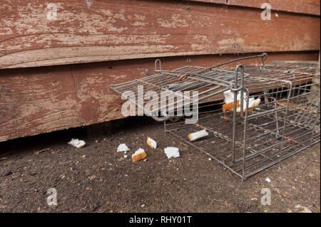 Filo humane piccolo mammifero trappola aperta e innescata con pane e burro di arachidi per Rattus norvegicus o grigio grigio scoiattoli, Sciurus carolinensis Foto Stock