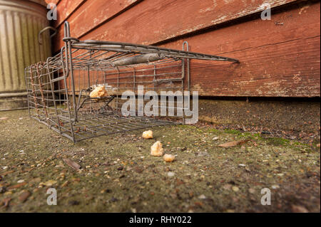 Filo humane piccolo mammifero trappola aperta e innescata con pane e burro di arachidi per Rattus norvegicus o grigio grigio scoiattoli, Sciurus carolinensis Foto Stock