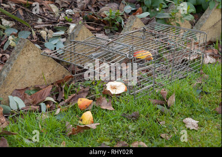 Filo humane piccolo mammifero trappola aperta e innescata con pane e burro di arachidi per Rattus norvegicus o grigio grigio scoiattoli, Sciurus carolinensis Foto Stock