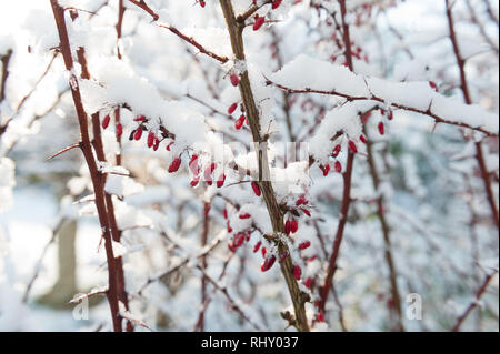 Bacche di colore rosso porpora di Berberis spiccano contro la neve sui rami laterali Berberis thunbergii atropurpureum Foto Stock