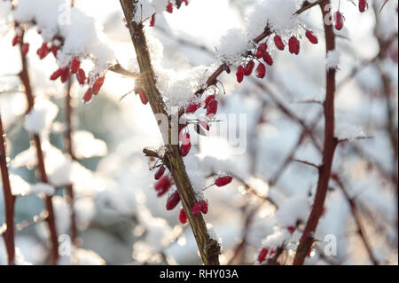 Bacche di colore rosso porpora di Berberis spiccano contro la neve sui rami laterali Berberis thunbergii atropurpureum Foto Stock