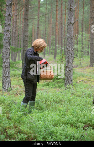 Mirtillo picking in tarda estate Foto Stock