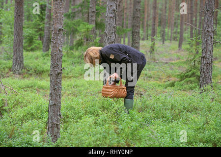 Mirtillo picking in tarda estate Foto Stock