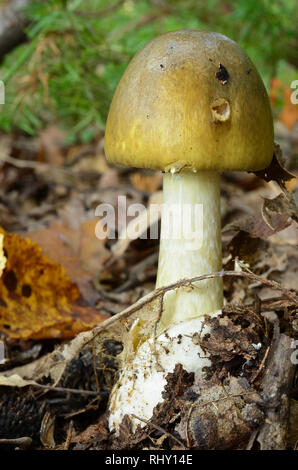 Nizza, giovani esemplari di velenoso mortale Amanita phalloides o morte tappo fungo con volva nascosto nel suolo forestale e e hat mangiato da lumache Foto Stock