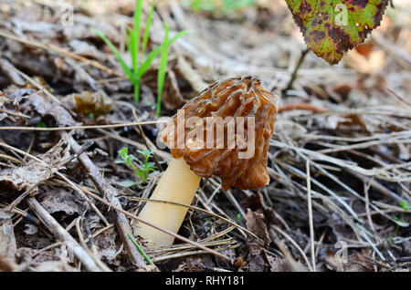 Bel campione di inizio primavera Verpa bohemica o primi di false morel funghicoltura sotto blackberry bush, ampiamente considerato commestibile, ma oggi con Foto Stock