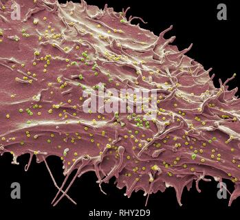 La SIV cellula infettata, SEM Foto Stock