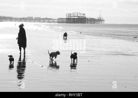 Una donna che cammina cani sulla spiaggia di Brighton a bassa marea Foto Stock