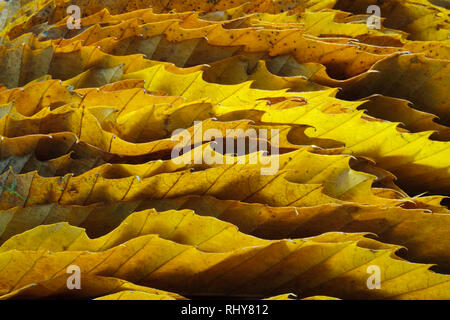 Bordi seghettati dolci di foglie di castagno che mostra i ganci e le vene. Foglie di autunno impilati insieme sul bordo e back lit. Foto Stock